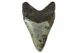 Fossil Megalodon Tooth - North Carolina #153092-2